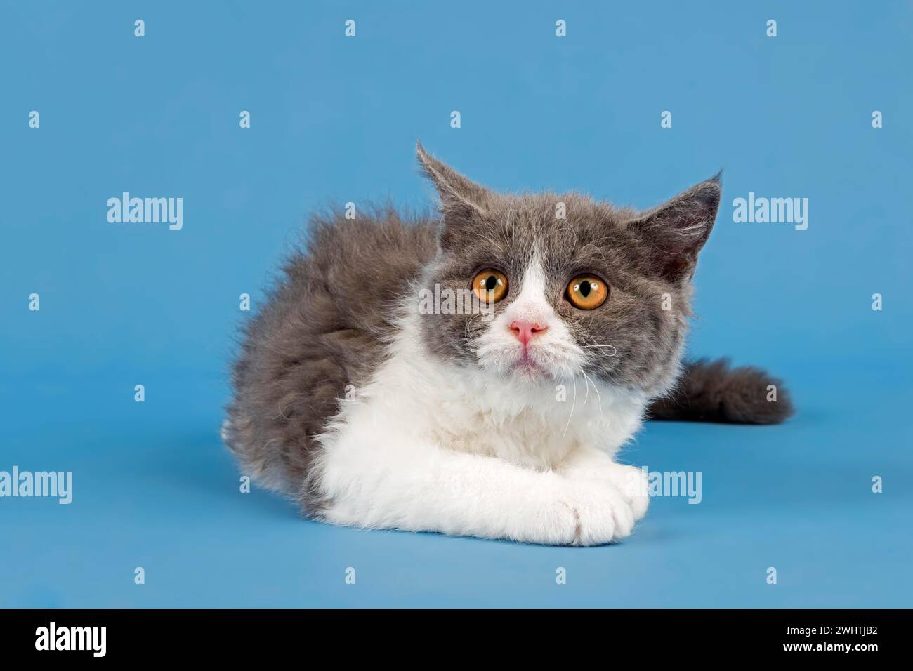 Stammkatze Selkirk Rex. Kätzchen, 10 Wochen alt, Farbe blau weiß, Studiobild Stockfoto