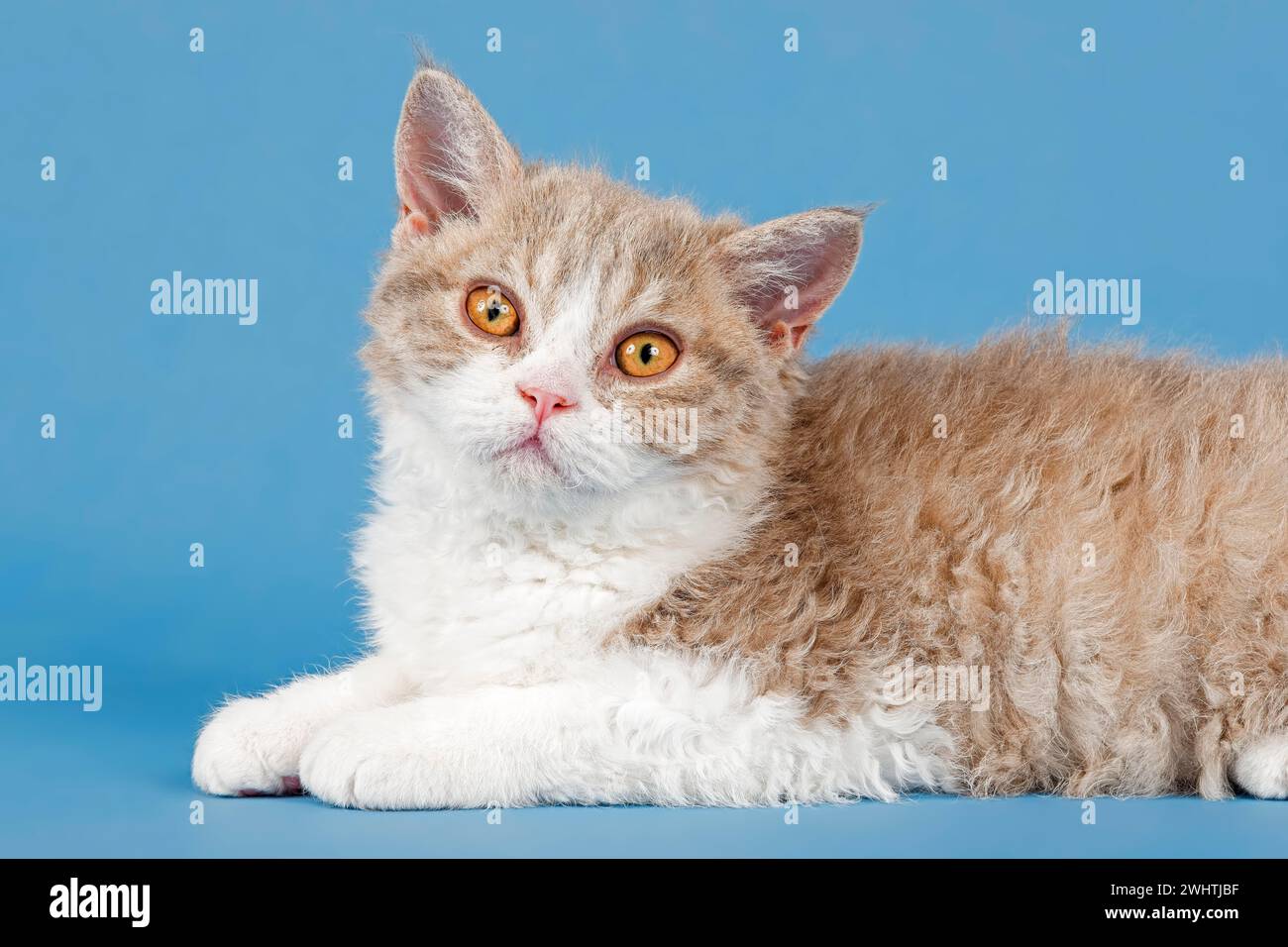 Stammkatze Selkirk Rex, Kätzchen, Alter 10 Wochen, Farbe Kitz tortie weiß, Tierporträt, Studio-Foto Stockfoto