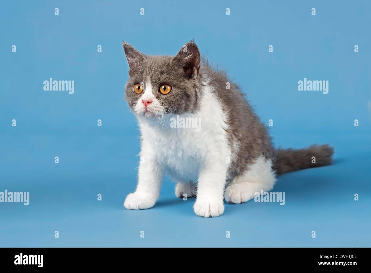 Stammkatze Selkirk Rex. Kätzchen, 10 Wochen alt, Farbe blau weiß, Studiobild Stockfoto