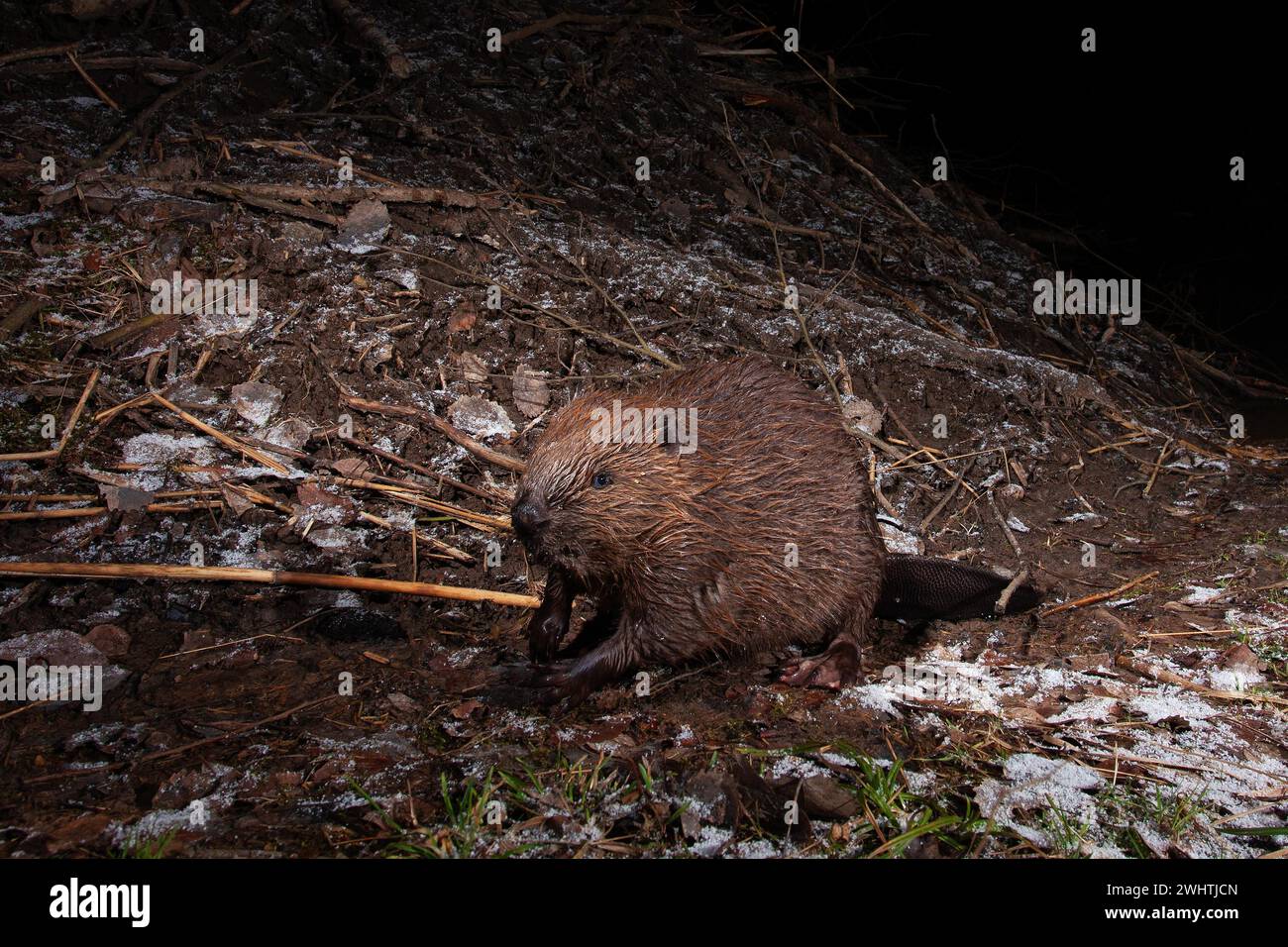 Europäischer Biber (Castor Fiber) in der Biberhütte im Winter, Thüringen, Deutschland Stockfoto