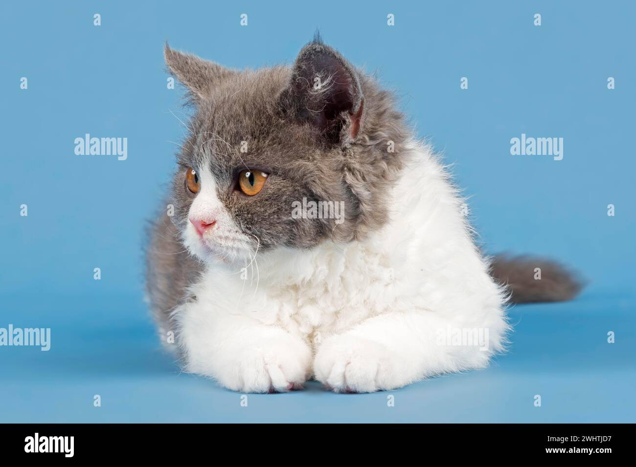 Stammkatze Selkirk Rex. Kätzchen, 10 Wochen alt, Farbe lila Makrele tabby weiß Stockfoto