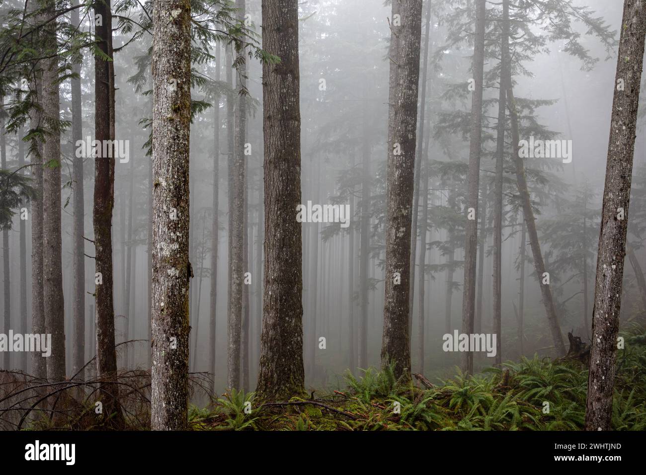 WA25070-00...WASHINGTON - Nebeltag im Wald auf dem DNR Land oberhalb von Gold Bar. Stockfoto