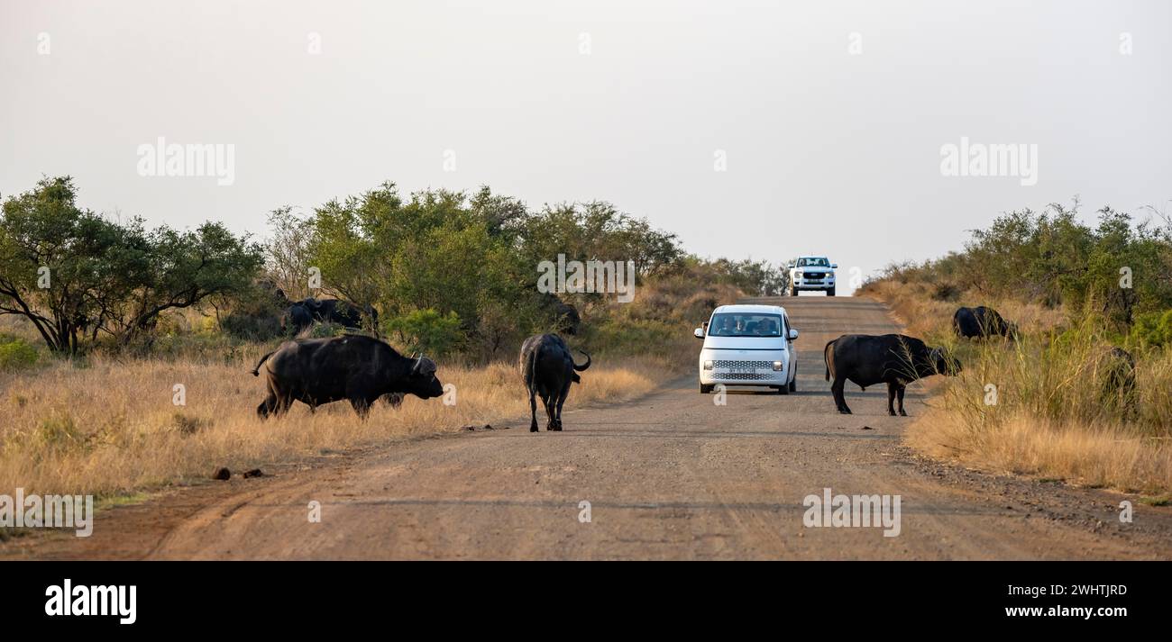 Touristen in einem Auto auf einer unbefestigten Straße während einer Safari, afrikanische Büffel (Syncerus Caffer Caffer) überqueren die Straße, Kruger-Nationalpark, Südafrika Stockfoto