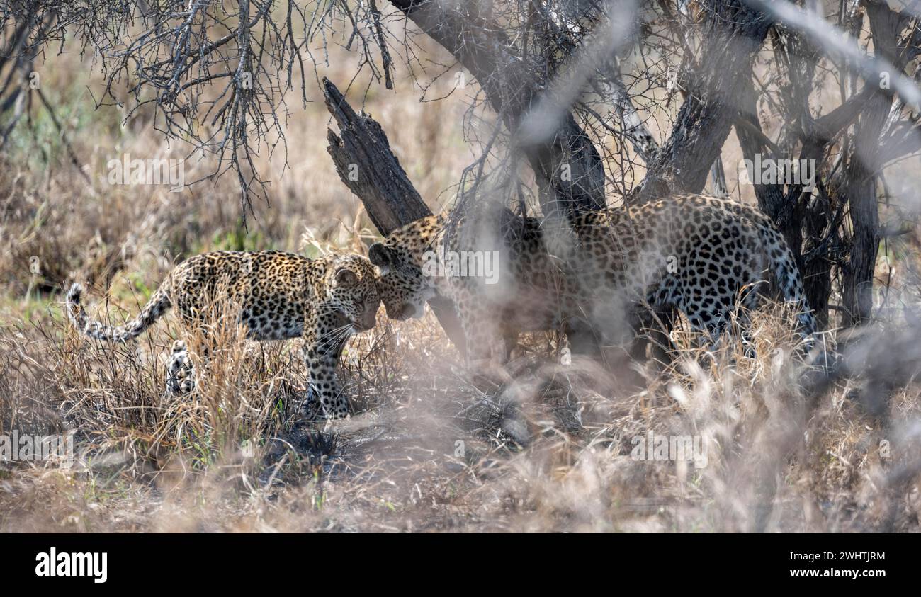 Leopard (Panthera pardus) sitzend, Mutter und Junge Kopf an Kopf, liebevoll, Kruger-Nationalpark, Südafrika Stockfoto