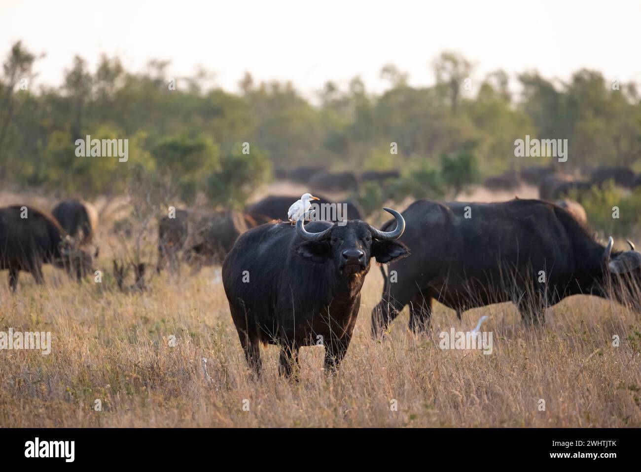 Rinderreiher (Bubulcus ibis) auf dem Rücken eines afrikanischen Büffels (Syncerus Caffer Caffer Caffer), Stier im trockenen Gras, afrikanische Savanne, lustig Stockfoto