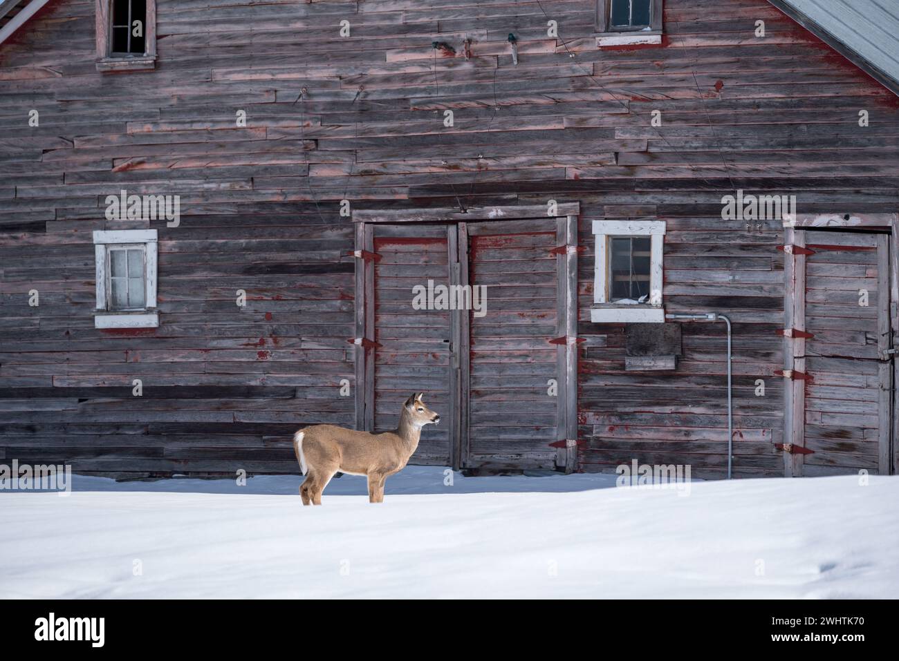 Weißschwanzhirsche und alte Scheune, Wallowa Valley, Oregon. Stockfoto