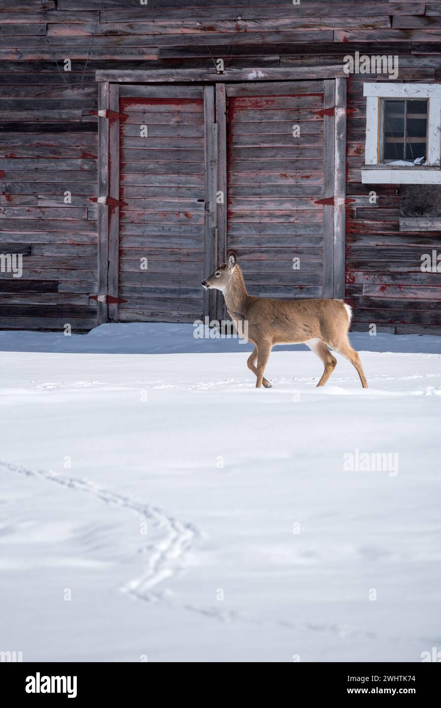 Weißschwanzhirsche und alte Scheune, Wallowa Valley, Oregon. Stockfoto