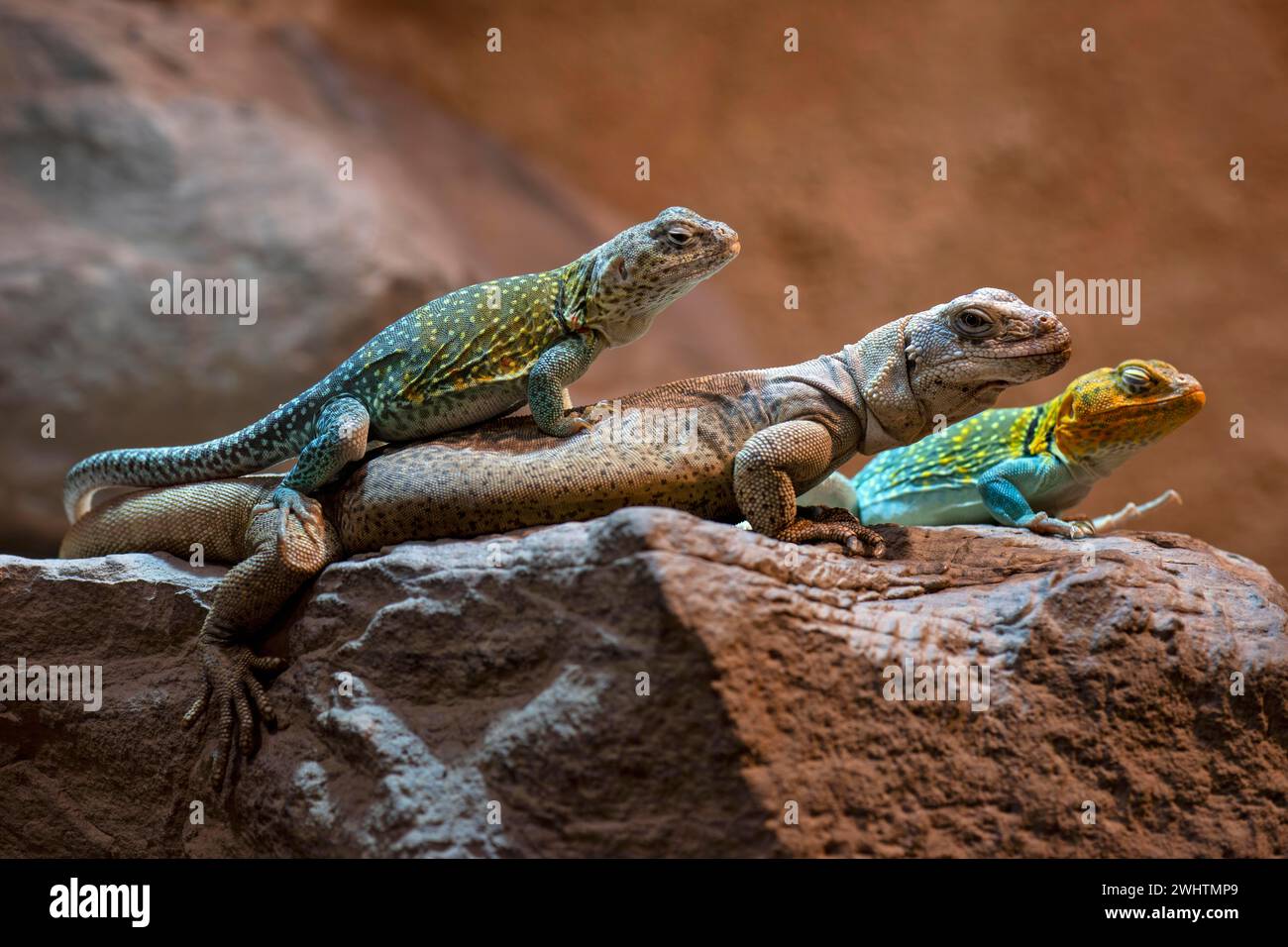 Iguana mit Kragen, männlich, liegend auf Chuckwalla (Sauromalus obesus, Sauromalus australis) in Gefangenschaft, Baden-Württemberg, Deutschland Stockfoto