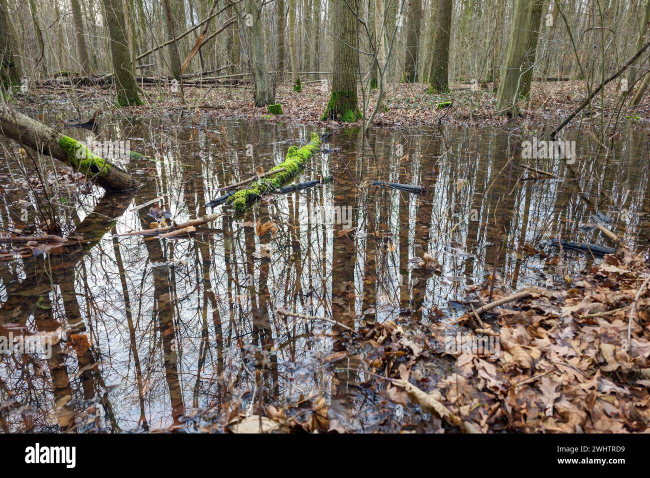 Leipzig - Wasser tritt teilweise über die Ufer: Pleiße bei Leipzig erreicht Warnstufe 1 10.02.2024 gegen 16 Uhr Stadtgebiet Leipzig die Regenfälle der letzten Tage haben erneut zu einer angespannteren Hochwasserlage geführt: die Pleiße in Leipzig hat bereits am Freitagnachmittag die Marke von 220 cm und damit die Marke der Warnstufe 1 erreicht. Der Wasserpegel stieg über Nacht bis 4 Uhr zur Marke von 254 cm. Bei 260 cm hat die Pleiße die Warnstufe 2 erreicht. Gleich zeichnet sich an der Parthe ab: Auch dieser Fluss erreichte über die Nacht die Warnstufe 1. Rund um die Pleiße wurden einzeln Stockfoto