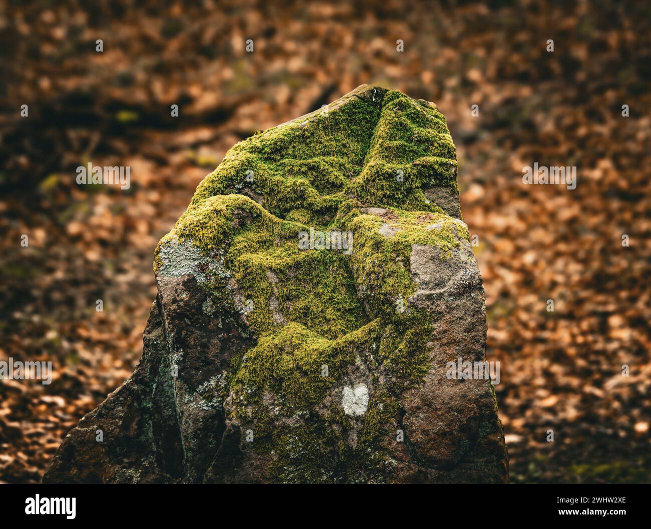 Üppiges Moos wächst auf einem Felsen, umgeben von einer Waldlandschaft Stockfoto