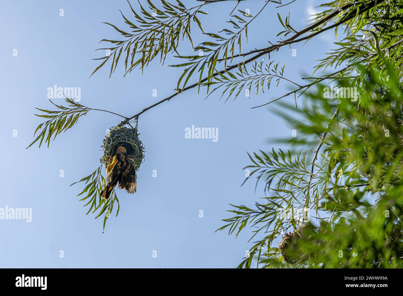 Ein Dorfwebervogel, Ploceus cucullatus, hängt kopfüber auf seinem Nest, Flügel ausgebreitet Stockfoto