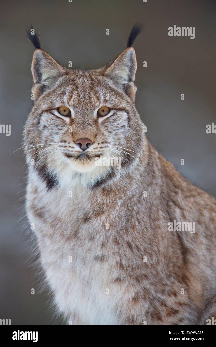 Eurasischer Lynx, Lynx Luchs, Winter Stockfoto