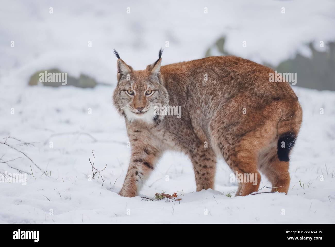 Eurasischer Lynx, Lynx Luchs, Winter Stockfoto