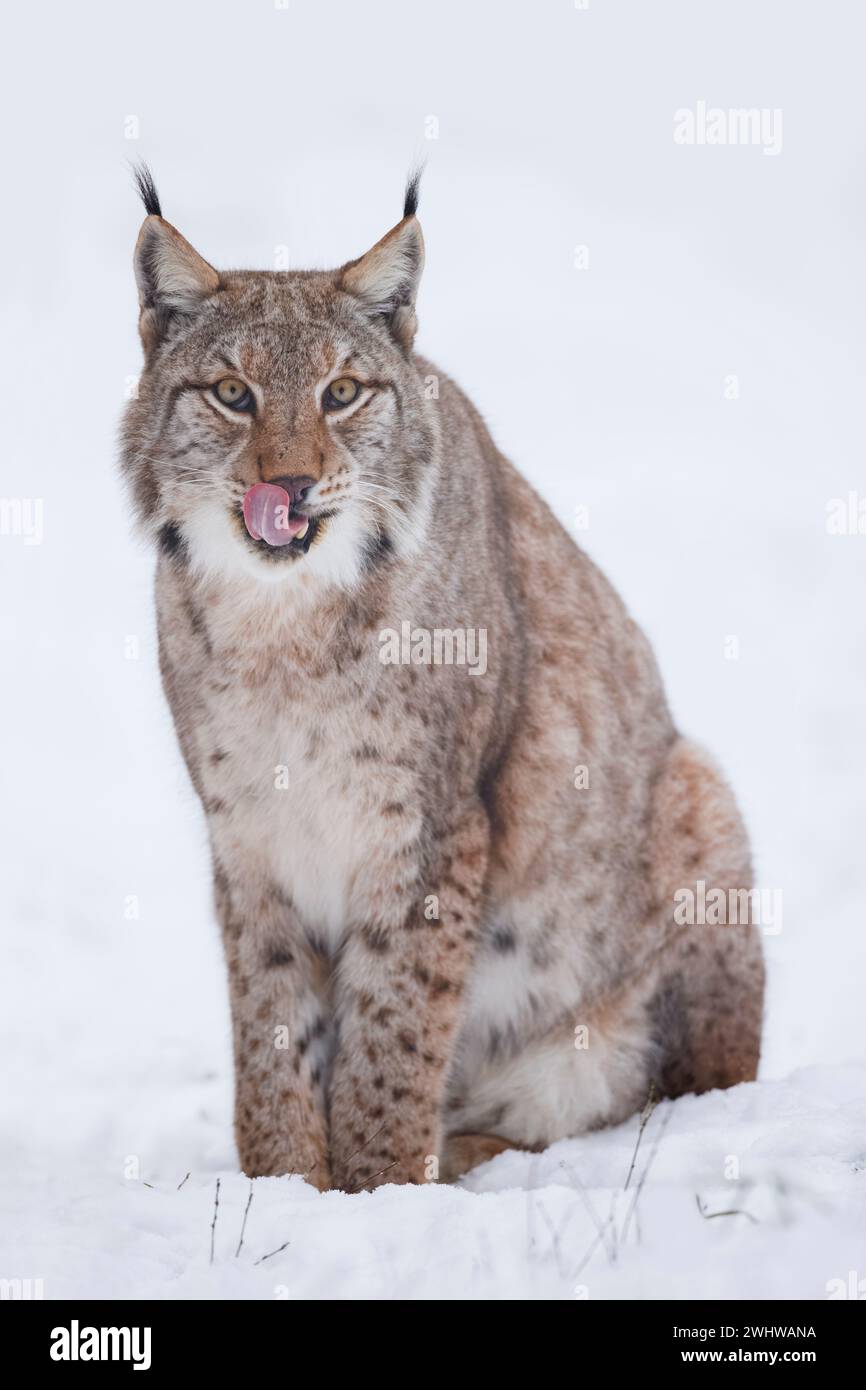 Eurasischer Lynx, Lynx Luchs, Winter, lecken, Zunge Stockfoto
