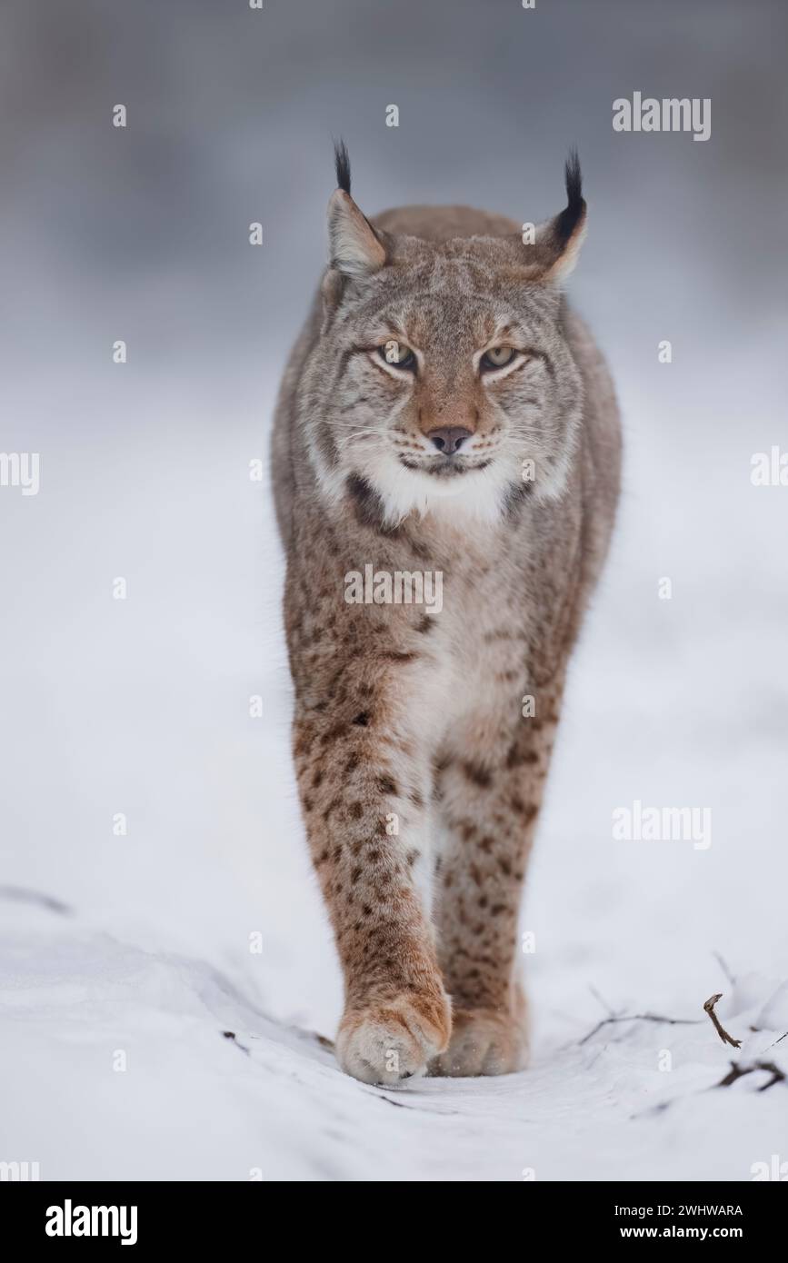 Eurasischer Lynx, Lynx Luchs, Winter, Wandern Stockfoto