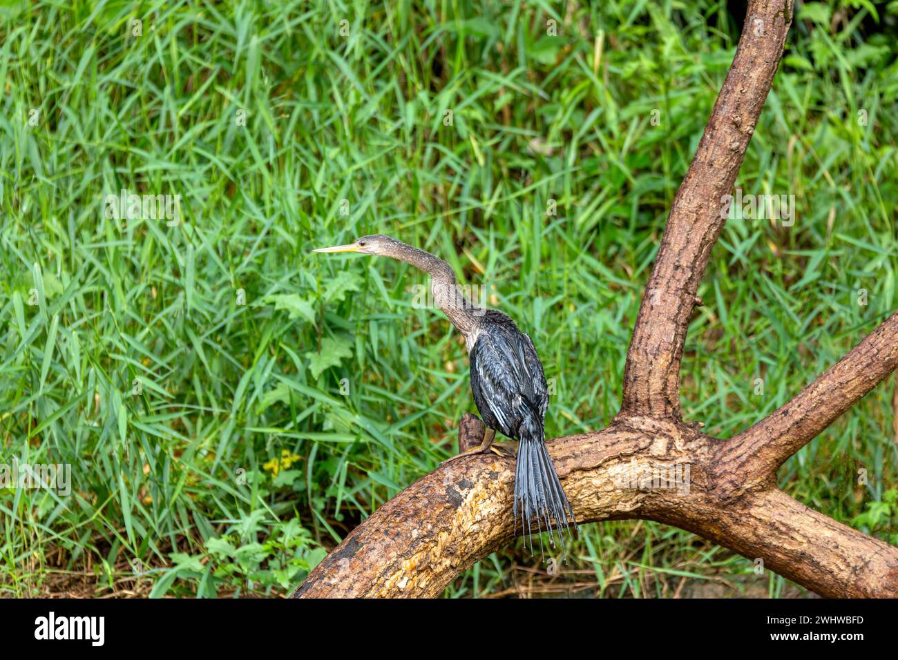 Snakebird, Darter, American Darter oder Water turkey, Anhinga anhinga, Costa Rica Stockfoto