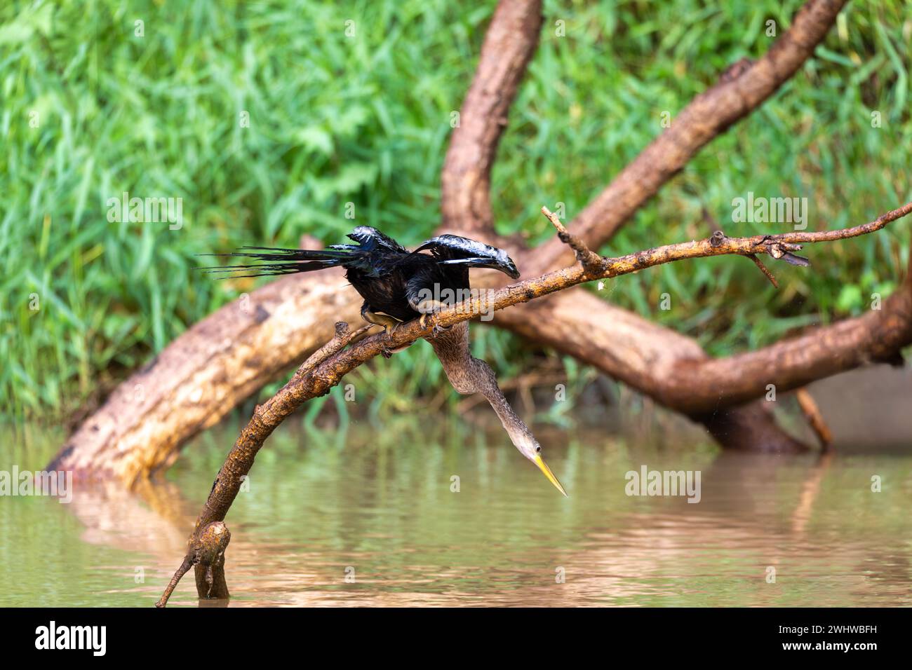 Snakebird, Darter, American Darter oder Water turkey, Anhinga anhinga, Costa Rica Stockfoto