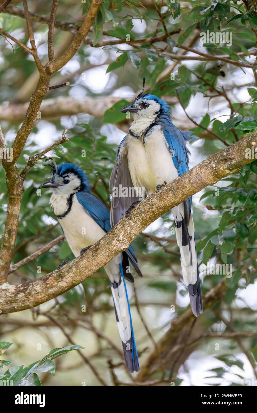 Weißkehlchen-Elster-jay, Calocitta formosa, Parque Nacional Rincon de la Vieja, Provinz Guanacaste, Costa Rica Stockfoto