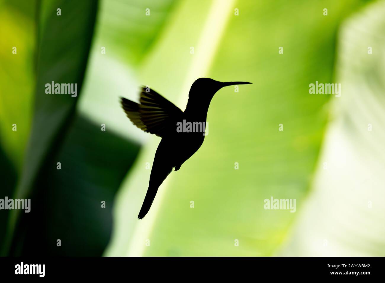 Silhouette des Rufous-Tail Kolibri - Amazilia tzacatl. Refugio de Vida Silvestre Cano Negro, Wildtier- und Vogelbeobachtung Stockfoto