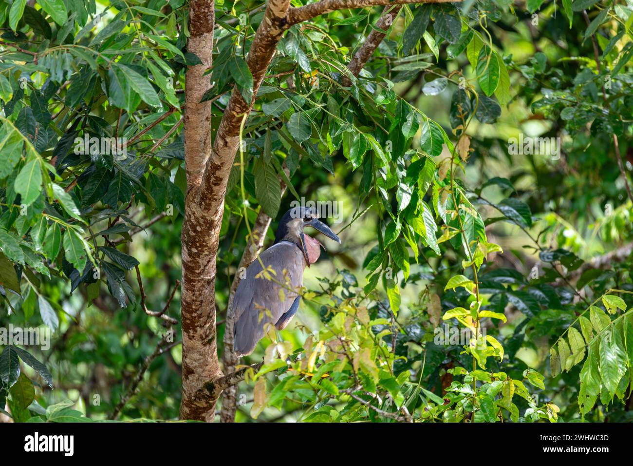 Reiher mit Bootsschnabel, Cochlearius cochlearius, Fluss Bebedero, Palo Verde Nationalpark Wildlife Reserve, Costa Rica Tierwelt Stockfoto