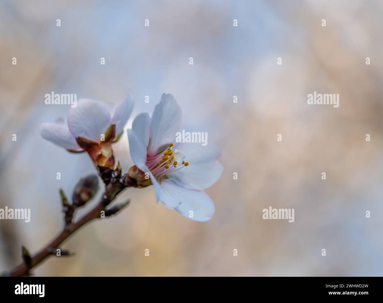 Details weißer Blüten an einem Mandelbaum Stockfoto