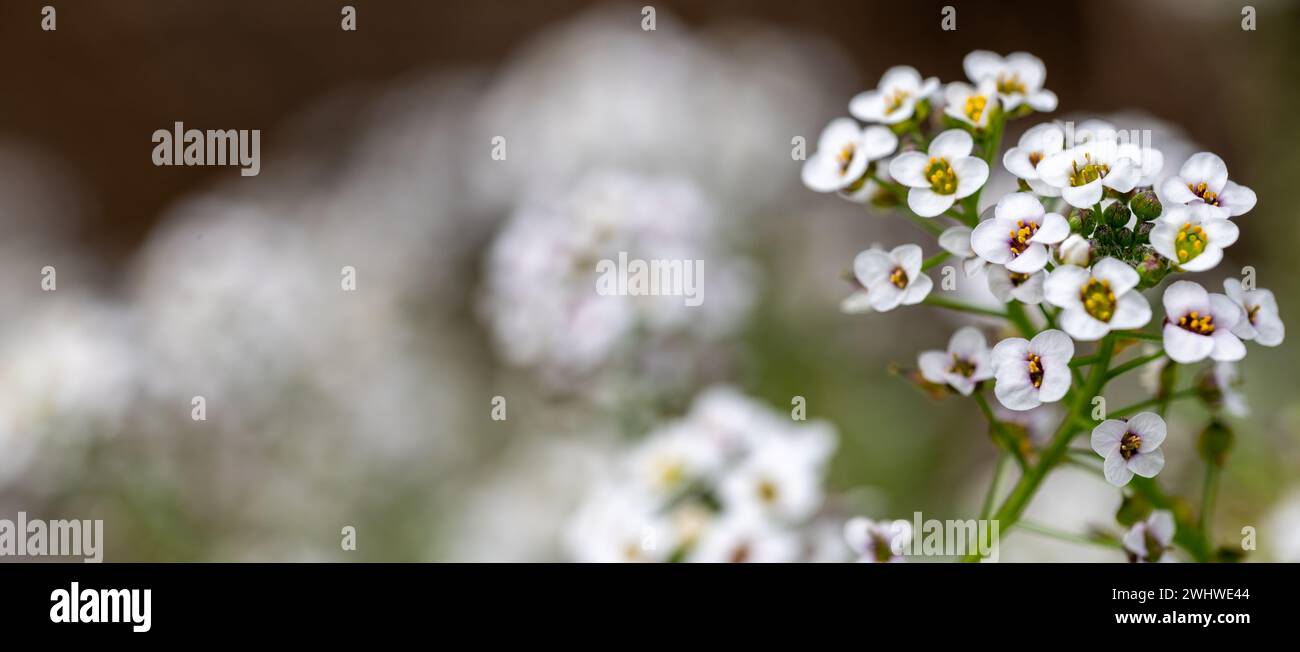 Detail der kleinen weißen Blüten von Süßalyssum (Lobularia maritima) auf dem Feld Stockfoto