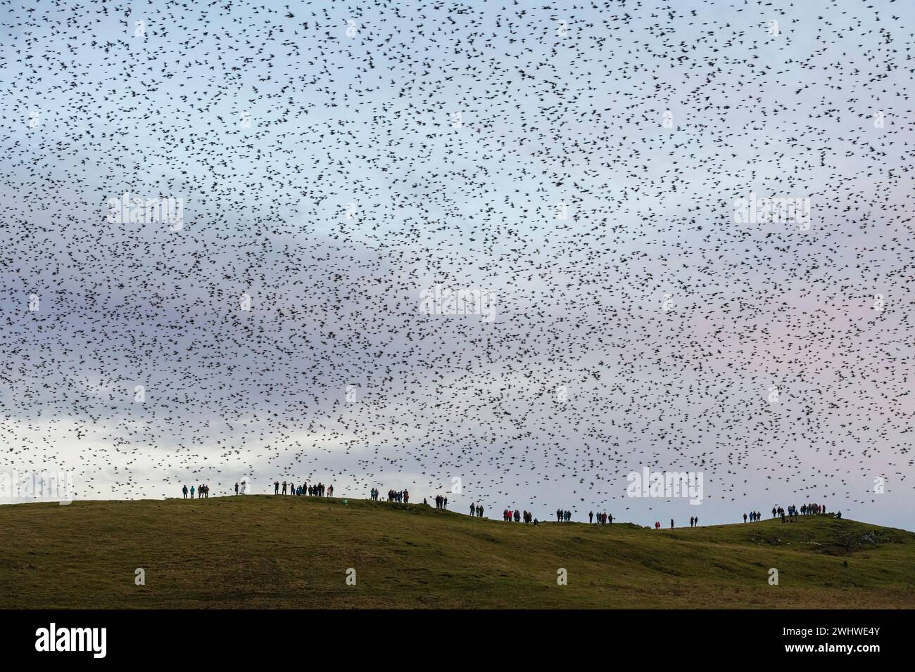 Sonntag, 11. Februar 2024 – Anhänger der Llandegley Rhos Starling Watch stehen unter einer großen Schar von Starlingen, die in einem Wald in Llandegley Rhos, nahe Llandrindod Wells, Powys, Wales, Großbritannien, zu ihrem Abendhoost fliegen. Die Veranstaltung wurde von den Friends of Radnor Forest organisiert, einer Wahlkampfgruppe, die sich mit der Erhaltung dieser abgelegenen und schönen Gegend in Mittelwales befasste Stockfoto