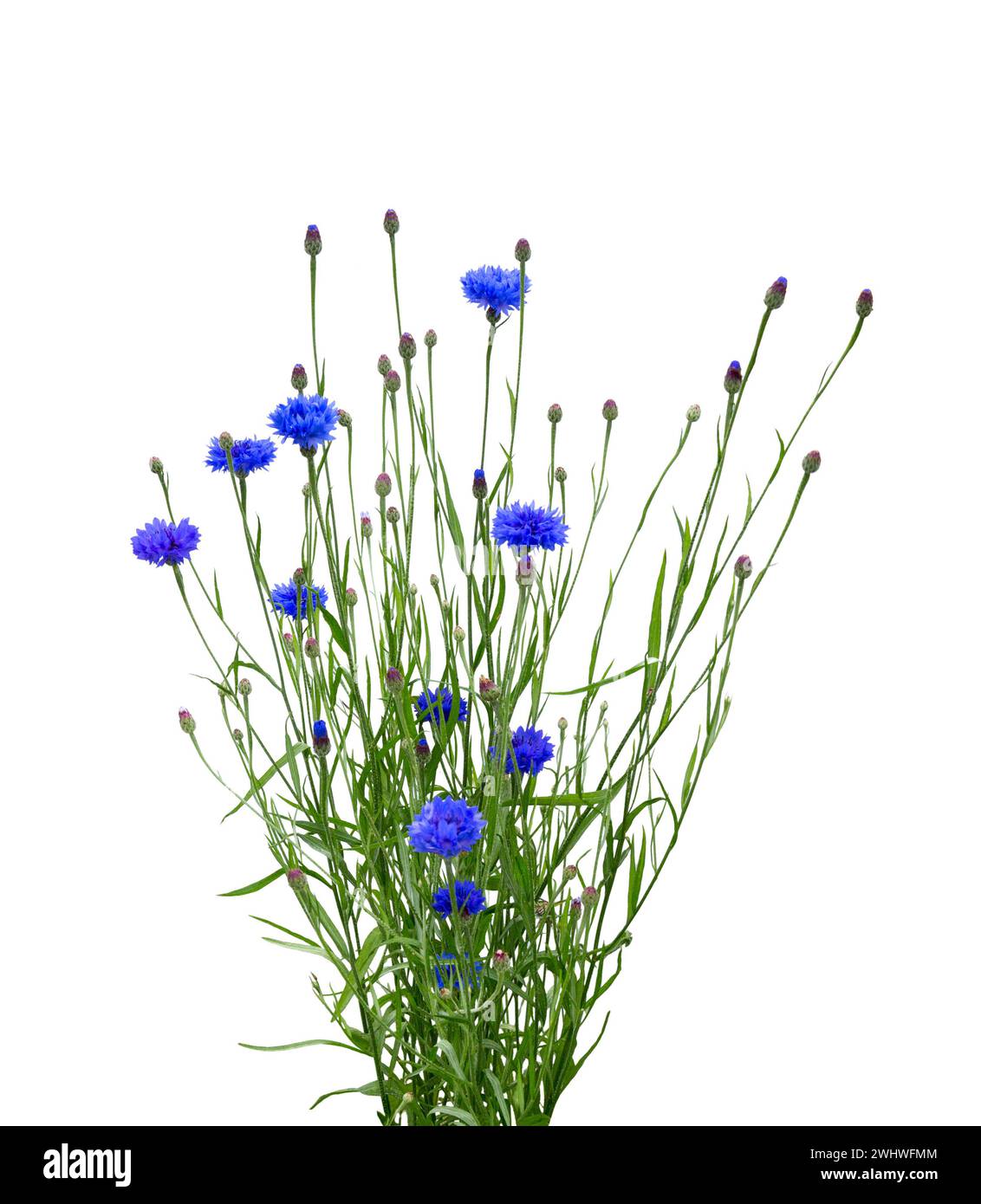 Kornblumenstrauß isoliert auf weißem Hintergrund. Blaue Kornblume Kraut oder Junggesellenblüte. Stockfoto