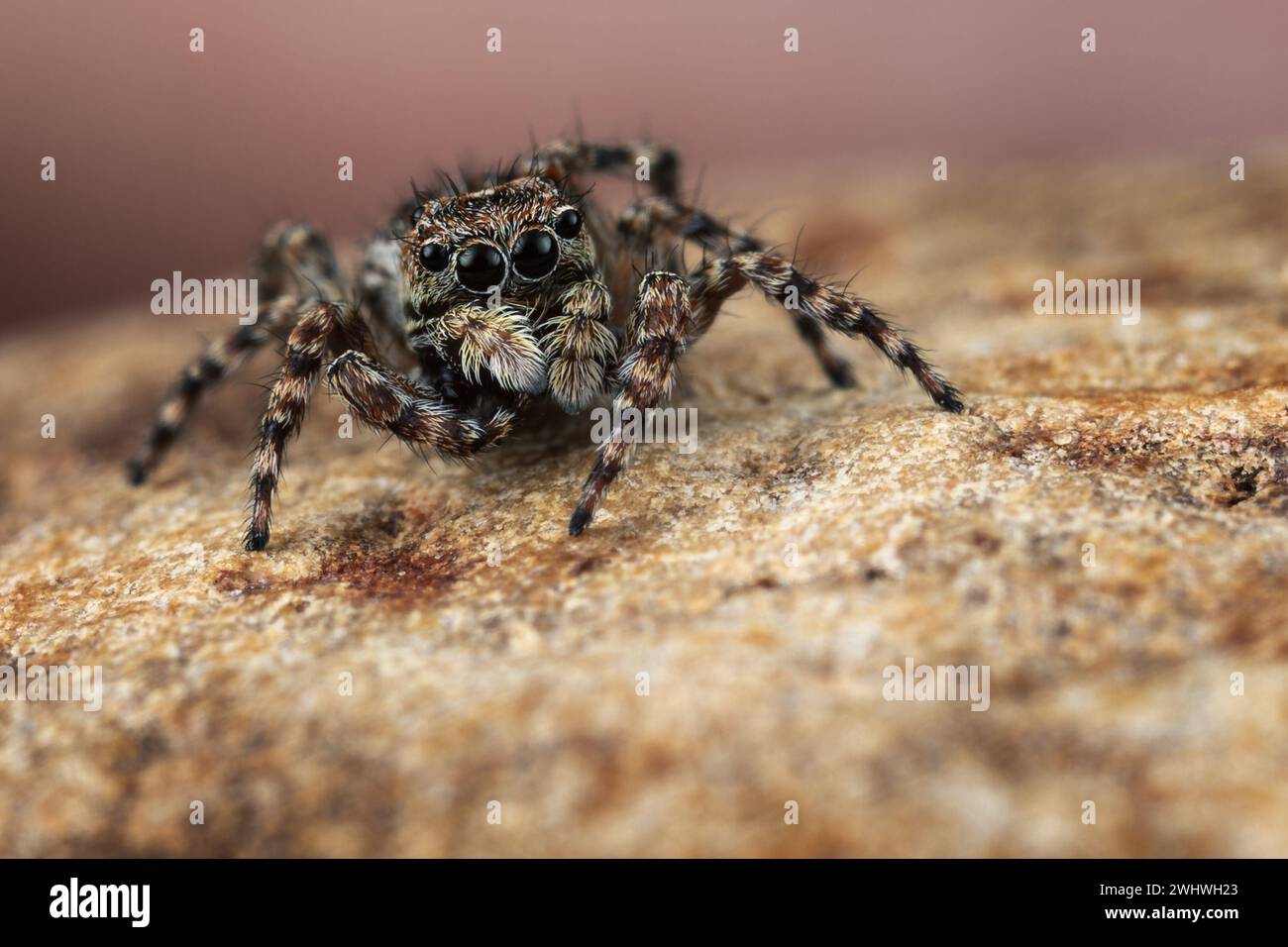 Eine braune zottelige haarige springende Spinne auf einer braunen, verfaulten Baumrinde. Stockfoto