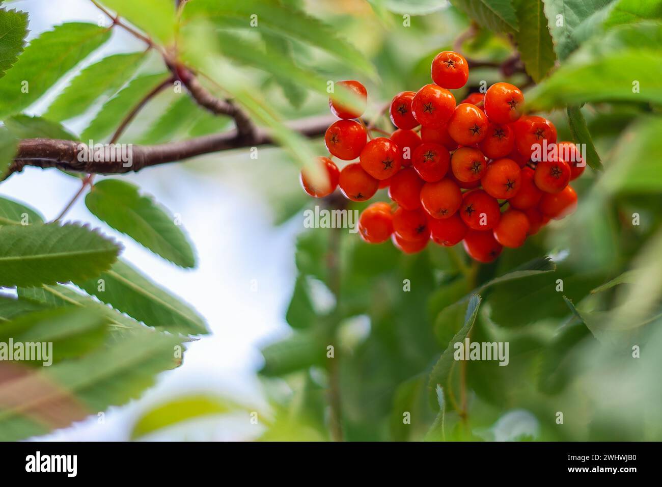 Rote Früchte von Sorbus und Laub in Litauen im Herbst. Stockfoto