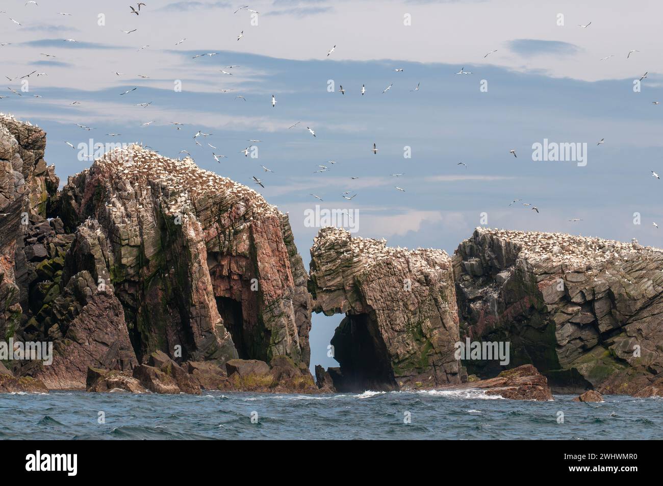 Gannetry, Brutkolonie der nördlichen Gannets (Morus bassanus), Flannan Isles, Schottland Stockfoto