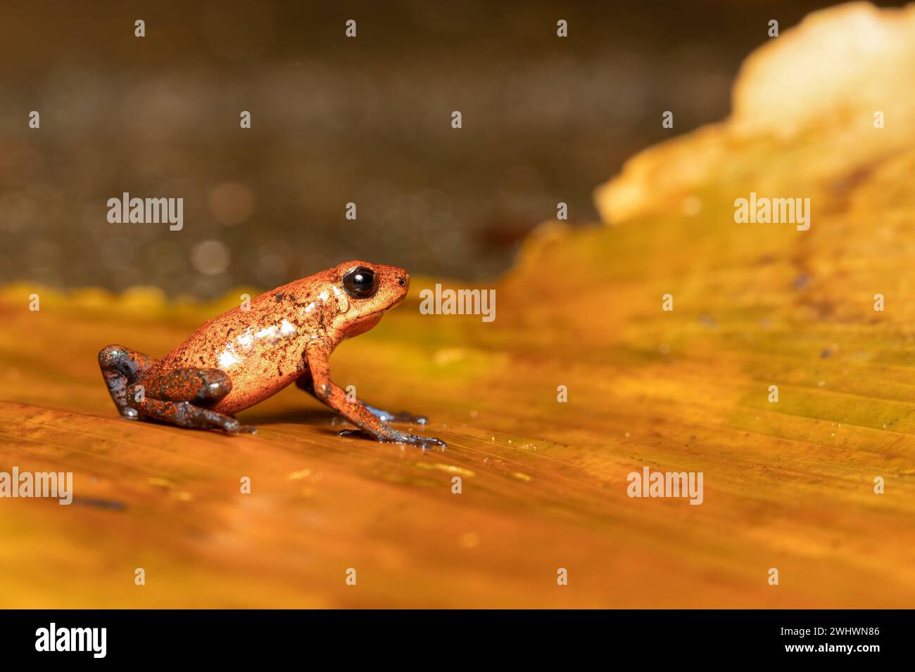 Erdbeergiftfrosch, Oophaga pumilio, ehemals Dendrobates pumilio, Tortuguero, Costa Rica Wildtiere Stockfoto