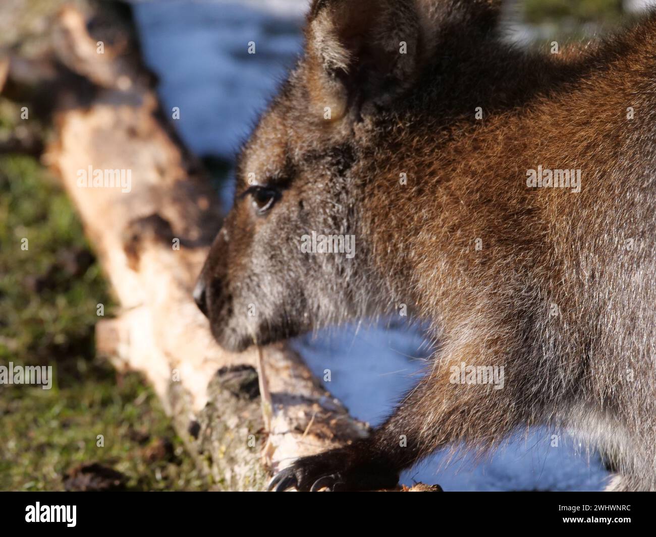 Porträt von ein Wallaby Stockfoto