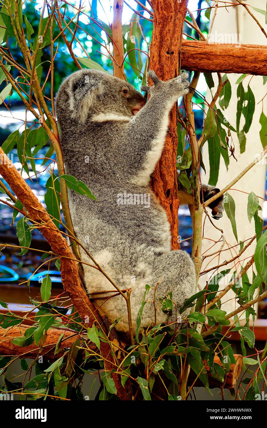 Koala im Lone Pine Koala Sanctuary Brisbane Australien Queensland Stockfoto