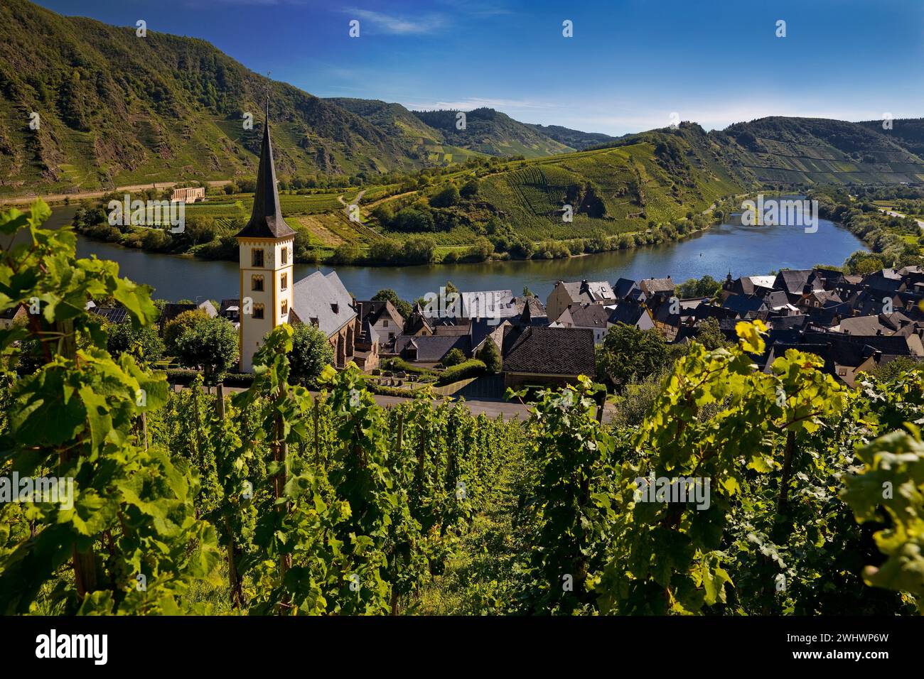 Moselschleife mit Weinbergen und St. Laurentius Kirche, Bremm, Rheinland-Pfalz, Deutschland Europa Stockfoto