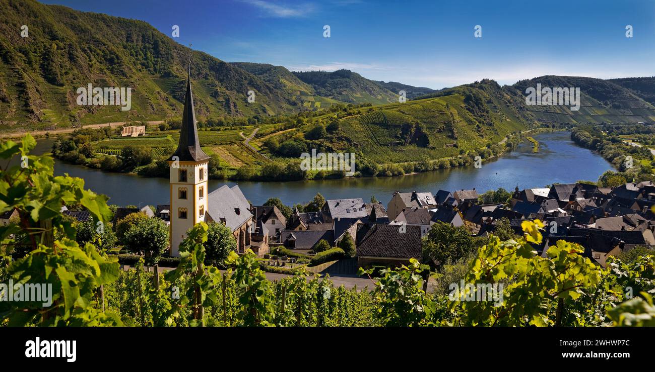 Moselschleife mit Weinbergen und St. Laurentius Kirche, Bremm, Rheinland-Pfalz, Deutschland Europa Stockfoto