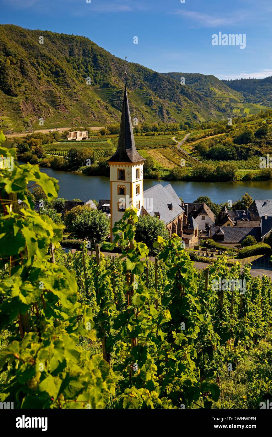 Moselschleife mit Weinbergen und St. Laurentius Kirche, Bremm, Rheinland-Pfalz, Deutschland Europa Stockfoto