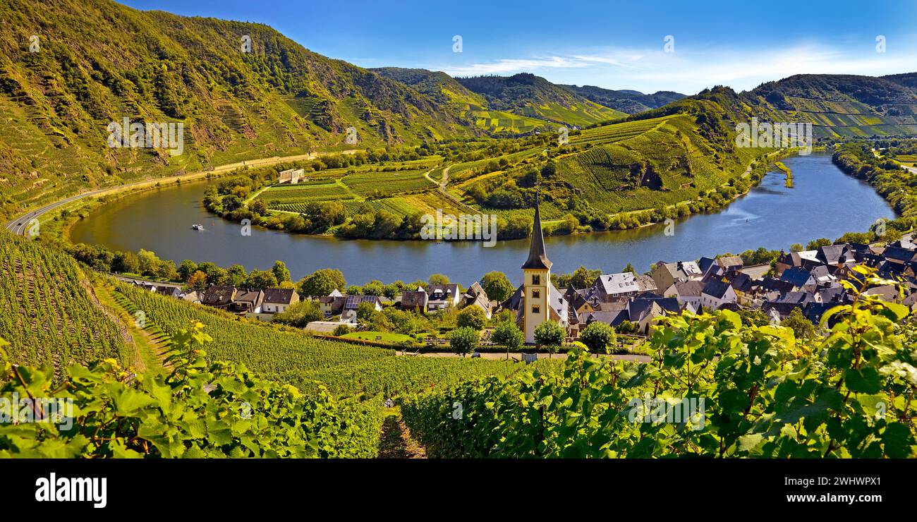 Moselschleife mit Weinbergen und St. Laurentius Kirche, Bremm, Rheinland-Pfalz, Deutschland Europa Stockfoto