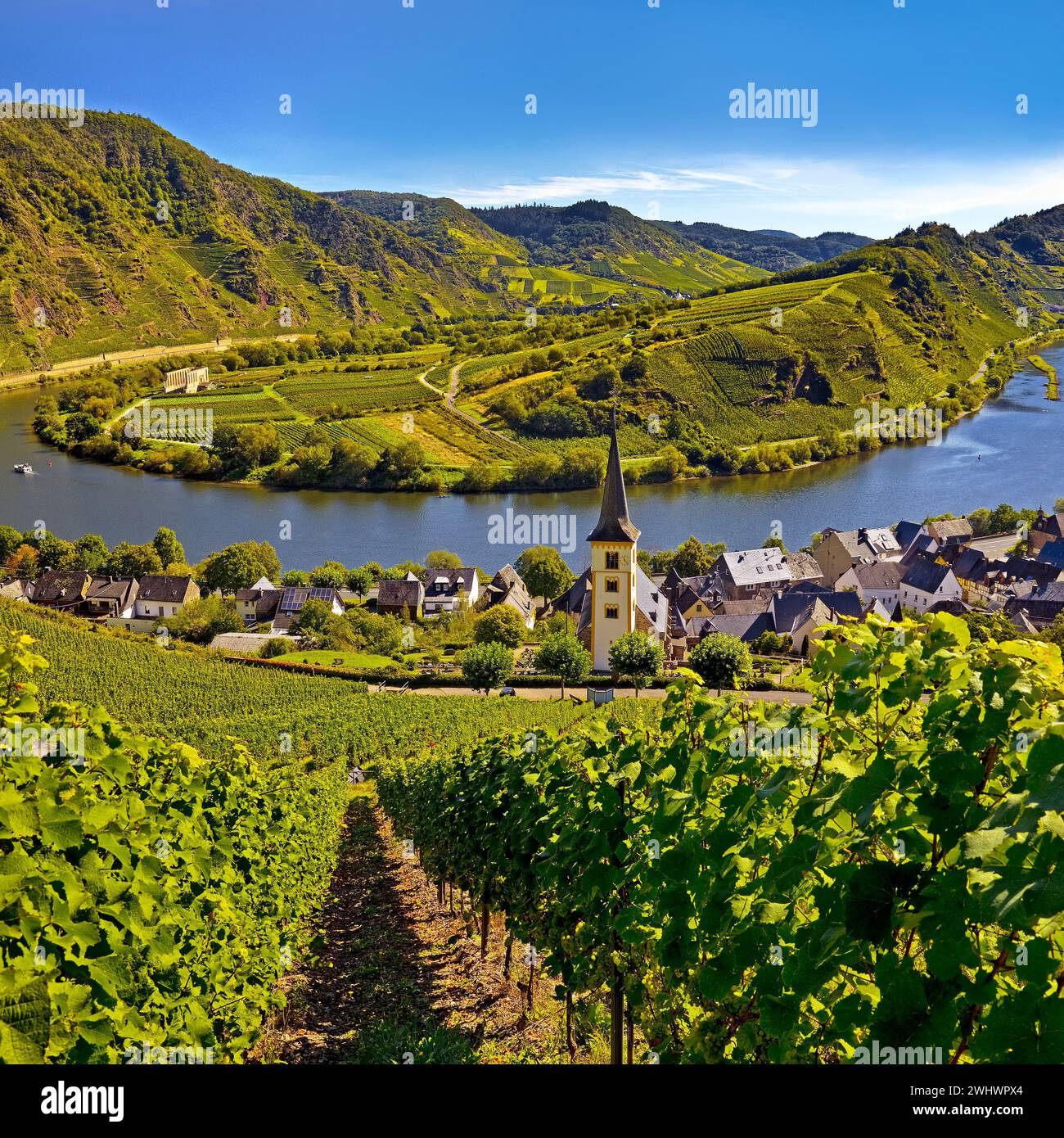 Moselschleife mit Weinbergen und St. Laurentius Kirche, Bremm, Rheinland-Pfalz, Deutschland Europa Stockfoto