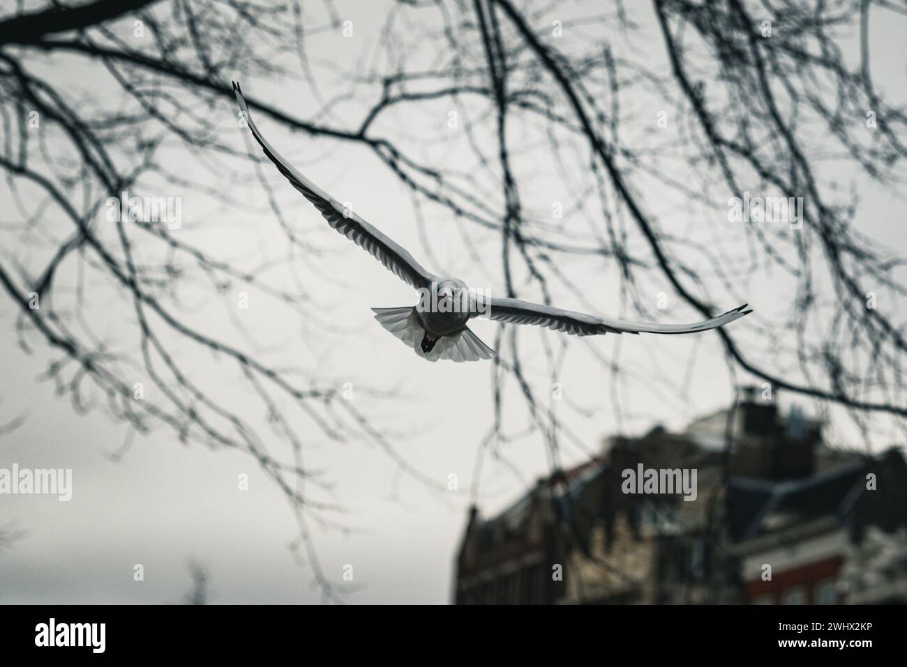 Schwarzköpfige Möwen, die über die Amsterdamer Kanäle streiften. Stockfoto