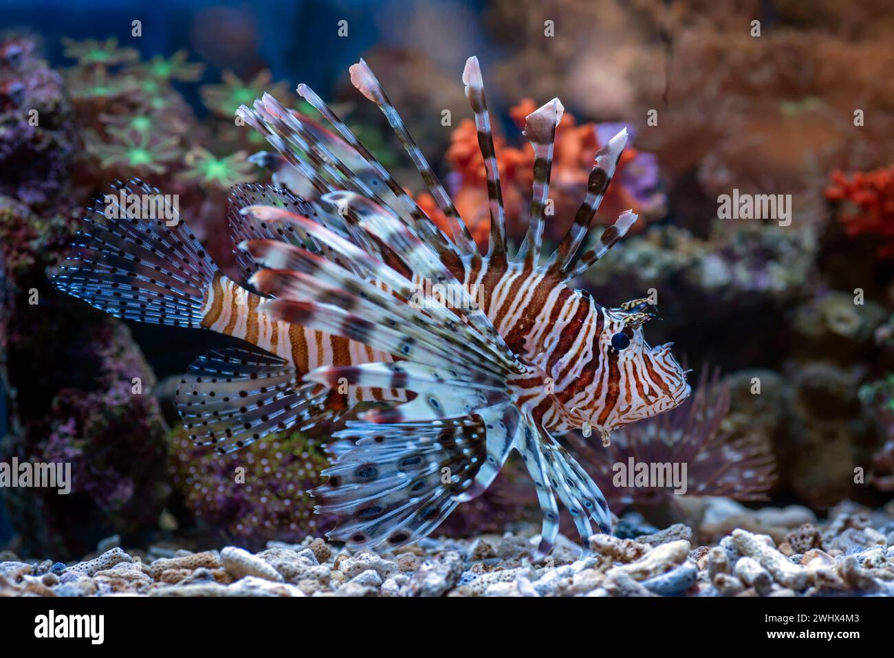 Giftiger Löwenfisch mit scharfen Flossen Stockfoto