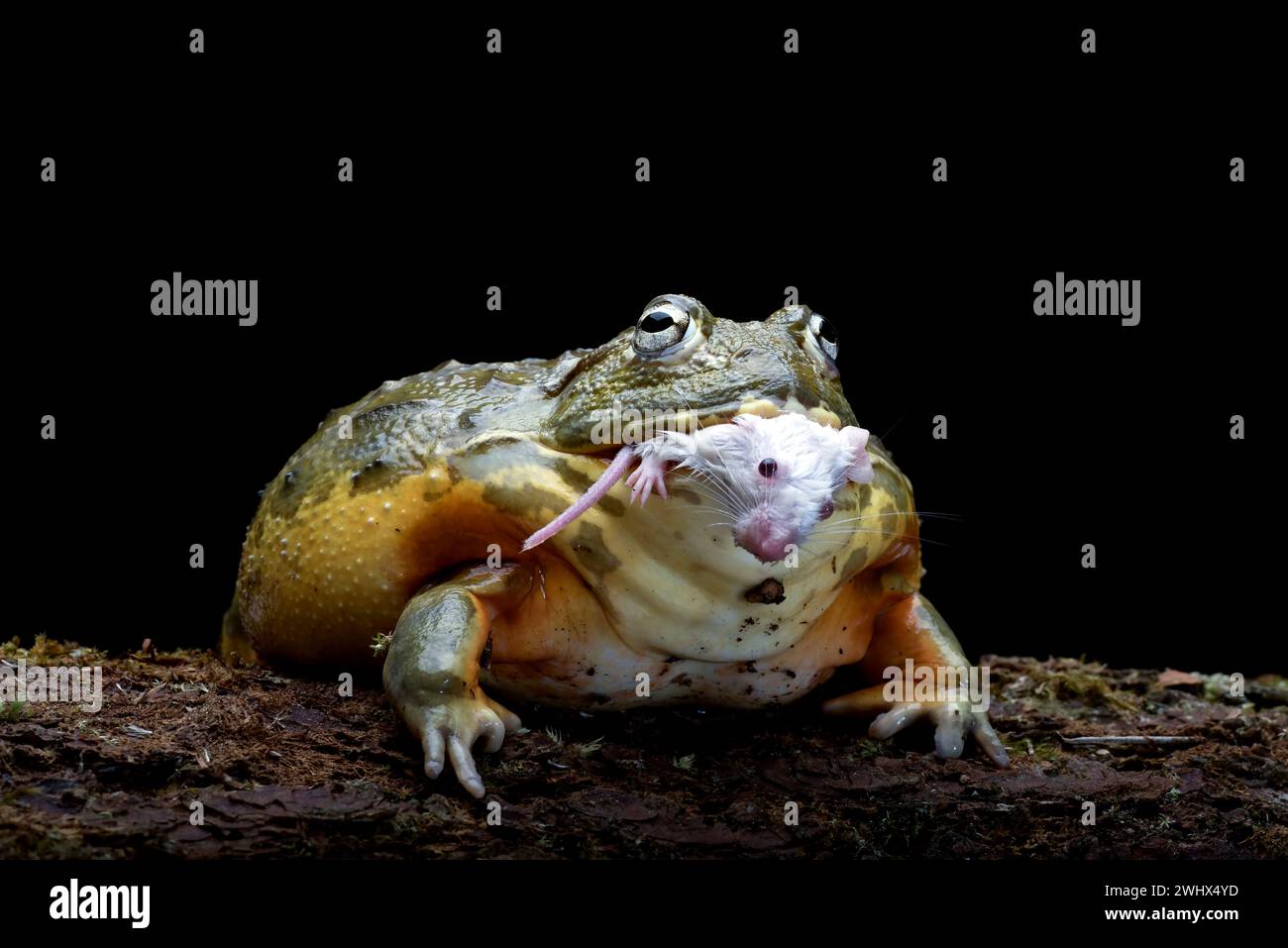 Afrikanischer Bullenfrosch, der eine Maus als Beute frisst Stockfoto