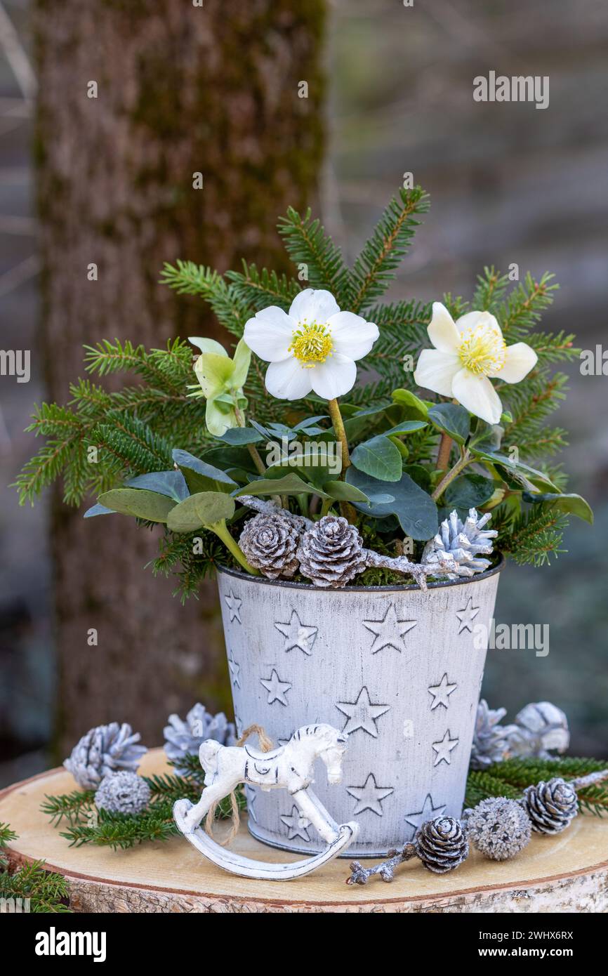 Gartengestaltung mit helleborus niger im Topf mit weihnachtsschmuck Stockfoto