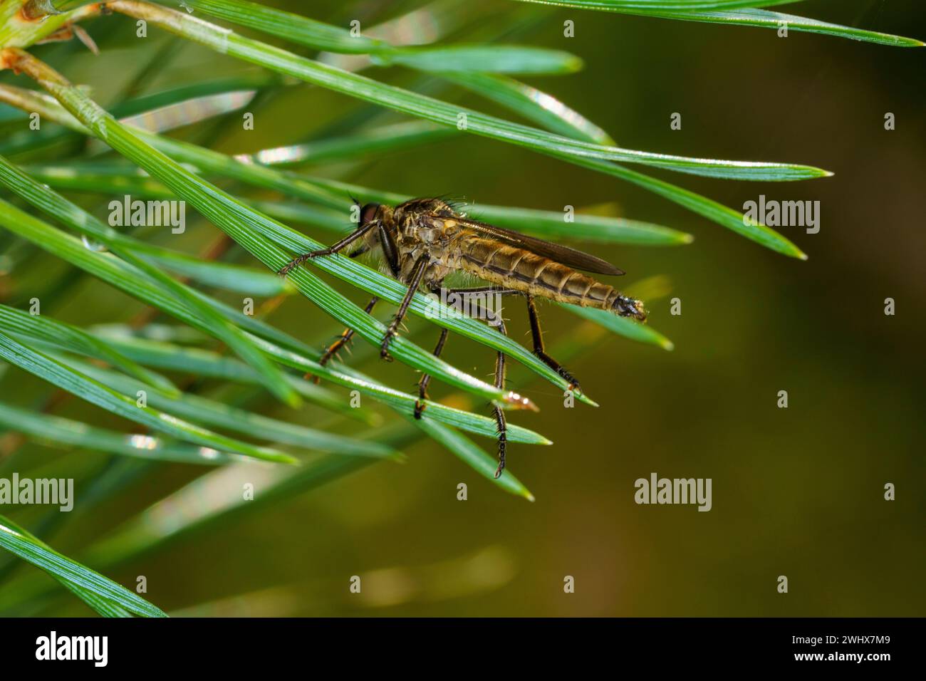 Didysmachus picipes Gattung Didysmachus Familie Asilidae Diptera Räuberfliege Assassinfliege wilde Natur Insekten Tapete, Bild, Fotografie Stockfoto