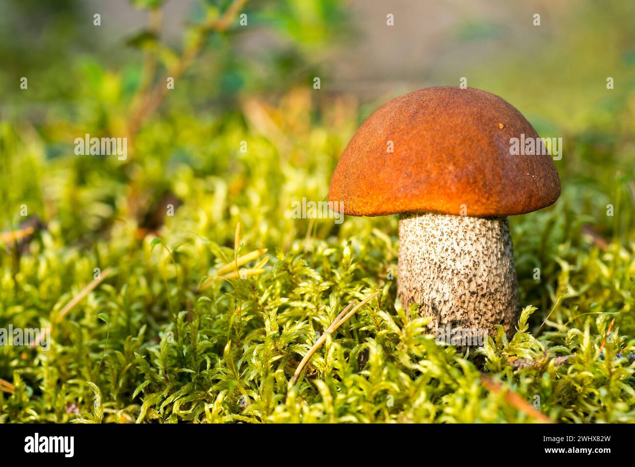 Orange Birkenbolete in einem Birkenhain Stockfoto