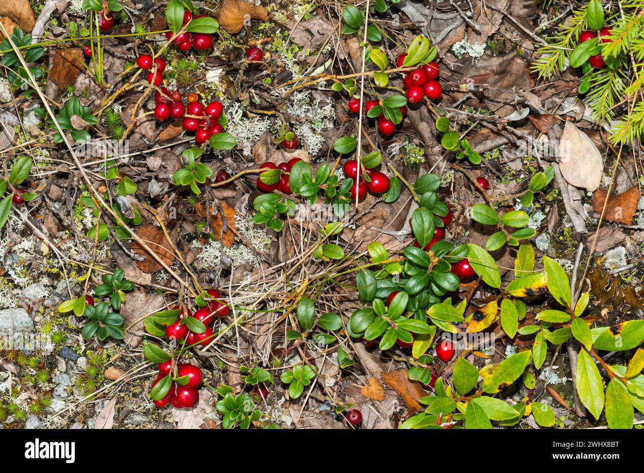 Preiselbeeren zwischen Rentiermoos in Schweden Stockfoto