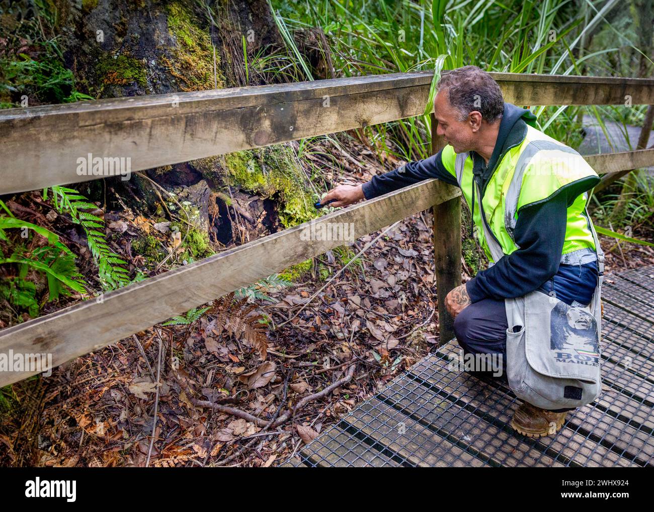 Māori Reiseleiter zeigt auf einen Lebensraum für braune Kiwi-Vögel am Fuß eines Baumes im alten Waipoua Kauri Forest in Aotearoa / Neuseeland, Te IKA-a-Maui / Stockfoto