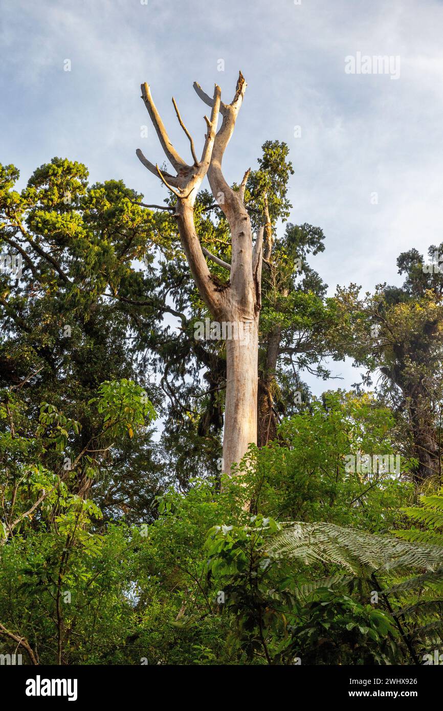 Ein Kauri-Baum, der durch eine Walddieback-Krankheit im Waipoua Forest in Aotearoa/Neuseeland, Te IKA-a-Maui/Nordinsel, Te Tai Tokera getötet wurde Stockfoto