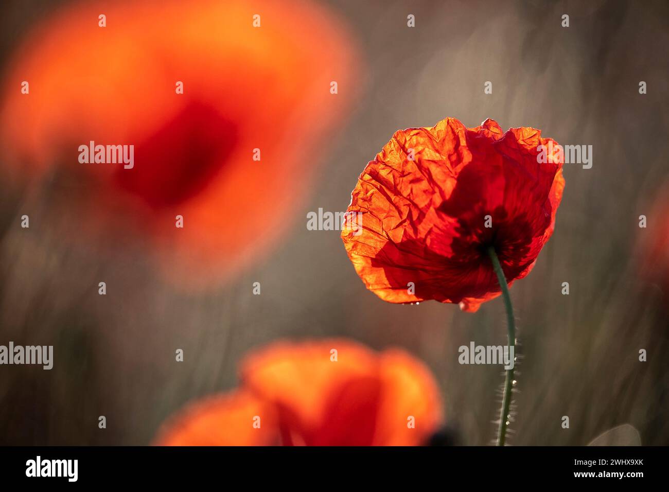 Rote Mohnblume im Sonnenschein Stockfoto