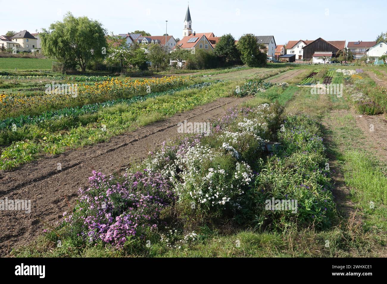 Aster Novi-Belgii, New York aster Stockfoto